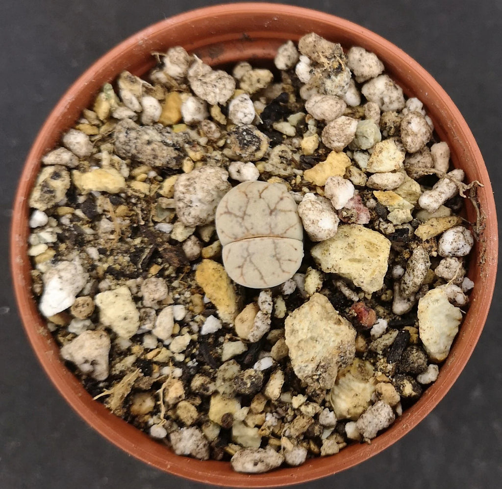 Lithops werneri C188 , phyto available