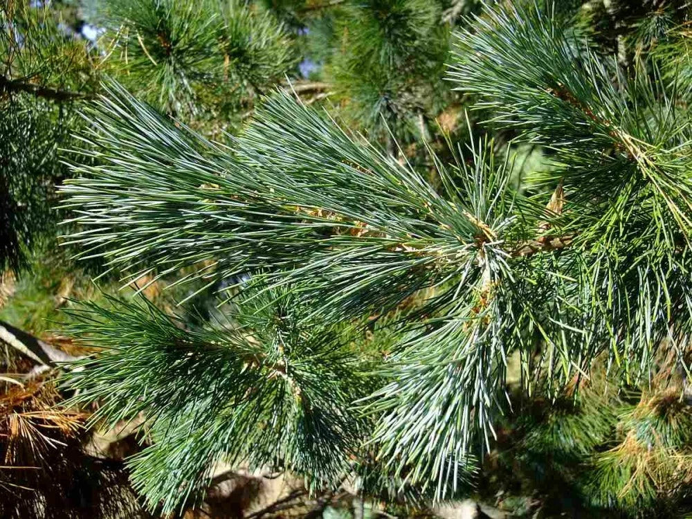 SUGAR PINE Pinus Lambertiana - 5+ SEEDS